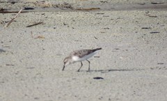 Calidris pusilla