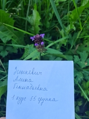 Prunella vulgaris