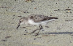 Calidris pusilla