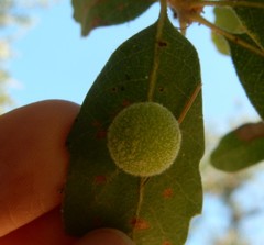 Cynips multipunctata