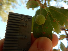 Cynips multipunctata