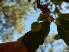 Cynips multipunctata