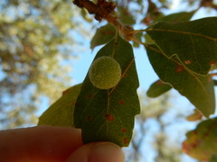 Cynips multipunctata