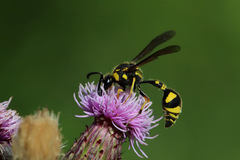 Eumenes papillarius