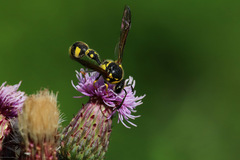 Eumenes papillarius