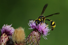 Eumenes papillarius