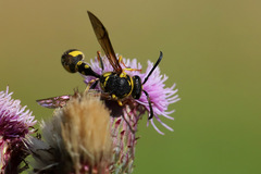 Eumenes papillarius