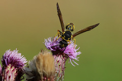 Eumenes papillarius