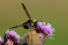 Eumenes papillarius