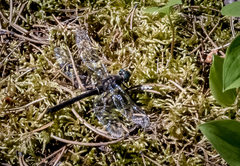 Cordulia shurtleffii