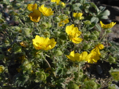Potentilla hyparctica
