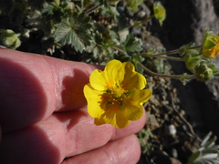 Potentilla hyparctica