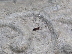 Brasema leucothysana