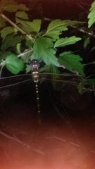 Macromia