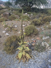 Verbascum macrurum