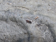 Brasema leucothysana