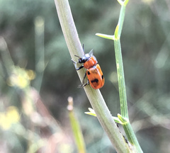 Coptocephala rubicunda