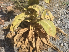 Verbascum macrurum