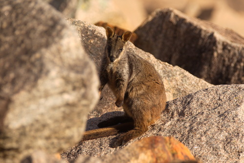 Petrogale penicillata