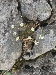 Mononeuria groenlandica
