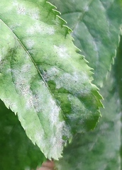 Erysiphe vanbruntiana