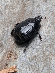 Margarinotus merdarius