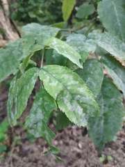 Erysiphe vanbruntiana