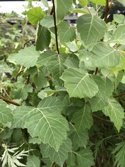 Acer negundo