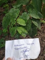 Erysiphe vanbruntiana