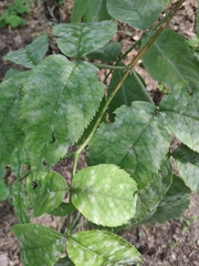 Erysiphe vanbruntiana