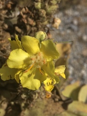 Verbascum macrurum