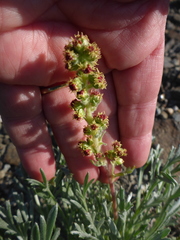 Artemisia furcata