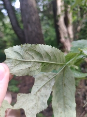 Erysiphe vanbruntiana