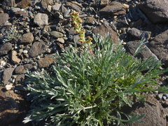 Artemisia furcata