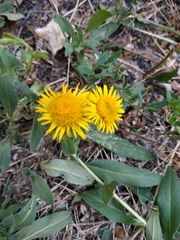 Pentanema britannica