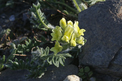 Astragalus umbellatus