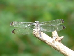 Libellula vibrans