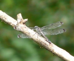 Libellula vibrans