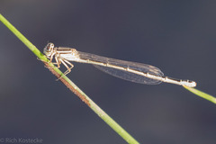 Enallagma durum