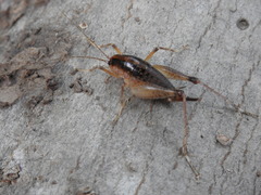 Ceuthophilus maculatus