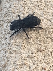 Phloeodes diabolicus