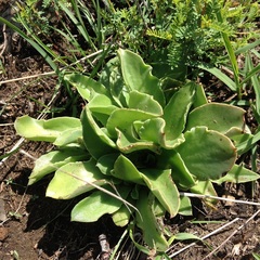 Thompsonella minutiflora