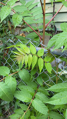 Ailanthus altissima
