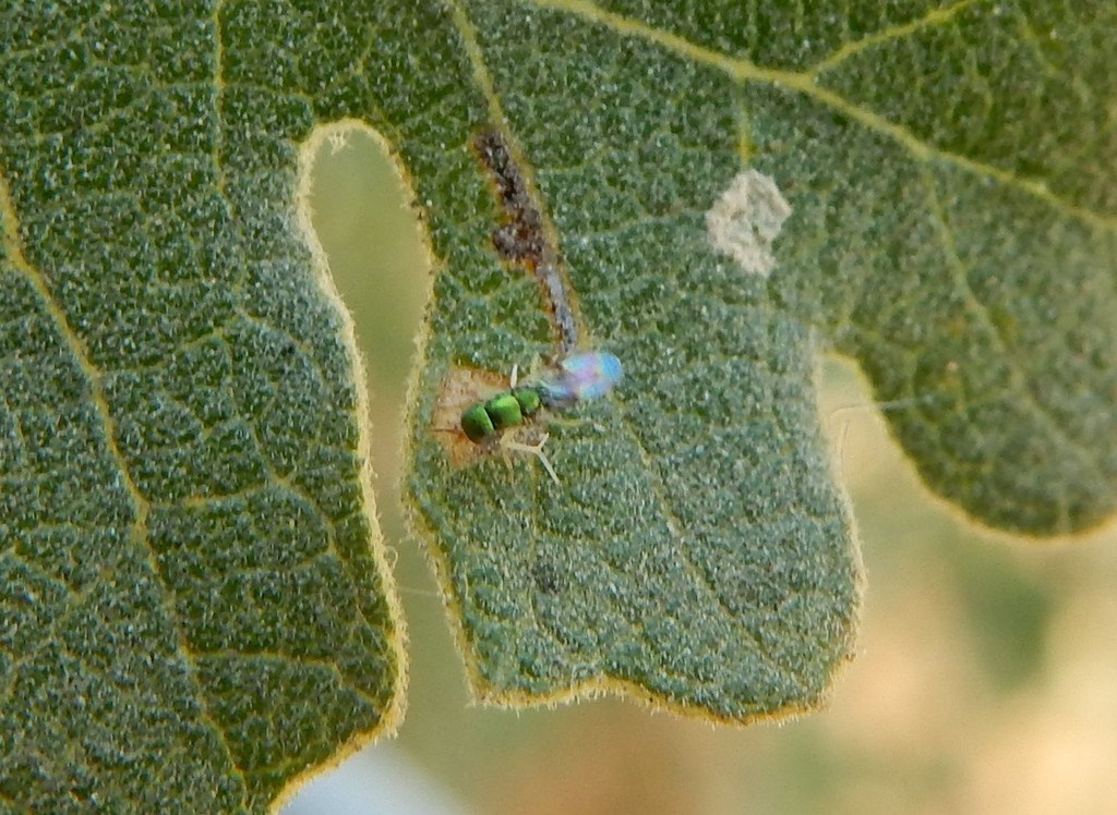 Parablastothrix