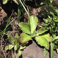 Thompsonella minutiflora
