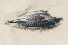 Callorhinchus capensis