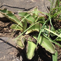 Thompsonella minutiflora