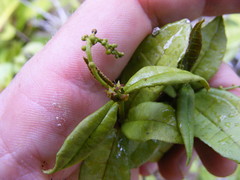 Croton lucidus
