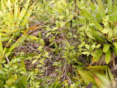 Croton lucidus