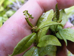 Croton lucidus